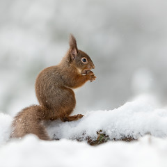 Wall Mural - side view of a red squirrel perched on a snow covered log eating a hazelnut with his tail. taken in 