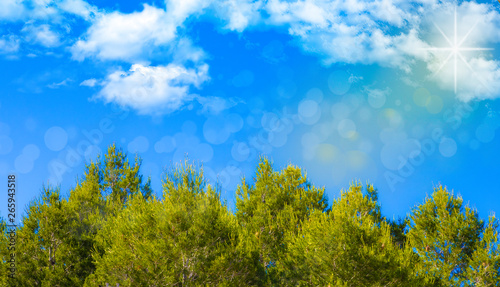 bosque de arboles verdes bajo el cielo azul