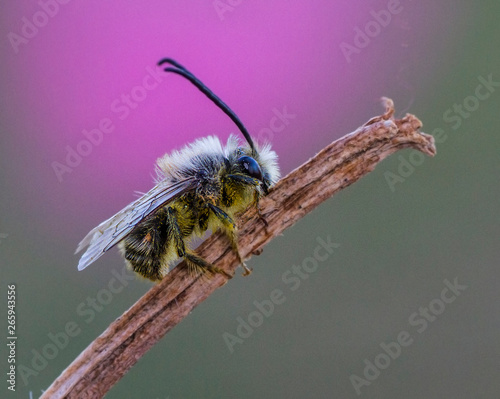 macro de una abeja en el campo