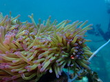 Fototapeta Do akwarium - clownfish found at sea anemones at coral reef area at Tioman island, Malaysia