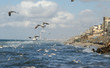Seagulls fly over the Mediterranean Sea , along the coast off the Shati Gaza Strip.