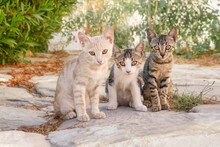 Three Baby Cat Kittens, Different Coat Colors, Sitting Side By Side In A Greek Village Alleyway, Cyclades, Aegean Island, Greece