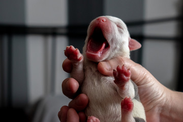 Puppy blue and white Stafffordshire bull terriers, pitbulls 4 days old