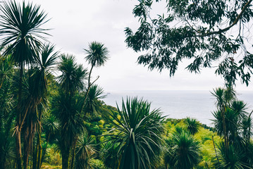 Beautiful scenic view from botanical garden of sea bay on Black sea coast. The lush green vegetation and ship in the distance. Batumi, Adjara Georgia Caucasus.