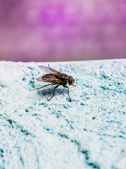 Big fly on a blue background. The fly is a carrier of infections_