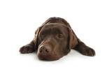 Fototapeta Londyn - Chocolate labrador retriever lying on white background