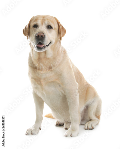 Yellow labrador retriever sitting on white background Poster Mural XXL