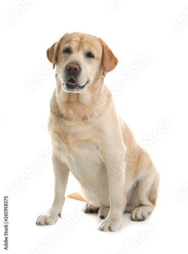 Yellow labrador retriever sitting on white background Tableau sur Toile