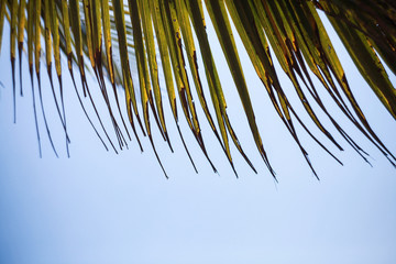 Palms minimalism against the sky