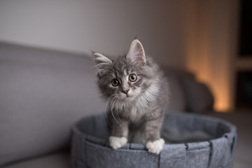 playful blue tabby maine coon kitten standing in pet bed looking