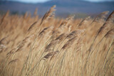 Fototapeta  - trzcina, trzciny, trzcina na wietrze, trawy, sucho, woda, wiatr, na wietrze