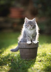 Wall Mural - backlit blue tabby maine coon kitten sitting in a plant pot in the garden looking at camera