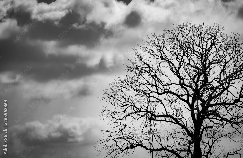 Silhouette dead tree on dark dramatic sky background for scary or death ...