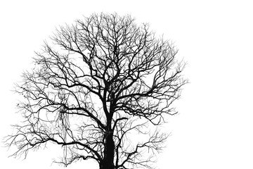 dead tree and branch isolated on white background. black branches of tree backdrop. nature texture b