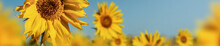 Beauty Field Of Sunflower