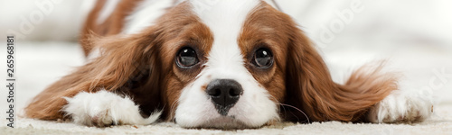 Mata magnetyczna Cavalier King Charles Spaniel