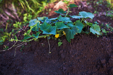 Wall Mural - Cucumber plant blossoming yellow in the field. Seedlings in the farmer's garden , agriculture, plant and life concept. Young cucumber sprouts on a bed on a farm.