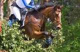Fototapeta Konie - Horse jumping over obstacle. Equine eventing competition.