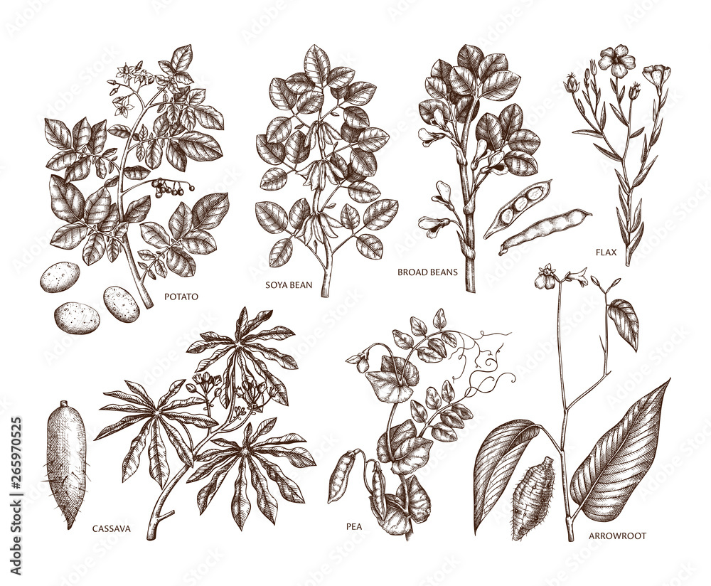 Hand drawn agricultural plants set. Gluten free food collection. Vector vegetables drawing in engraved style. High detailed vegetarian product objects. Great for packaging, menu, label, icon. Outlines