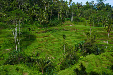 Wall Mural - Beautiful green terrace paddy fields on Bali, Indonesia.