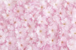 Sakura Blüten Hintergrund, draufsicht