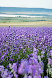 Fototapeta Lawenda - Beautiful landscape with violet lavender field and hills