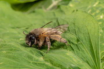 Macro shot of a honeybee sitting in the garden on a leaf in the sunshine.