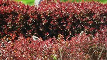 Sparrows Hiding In Red Decorative Bush In Public Park