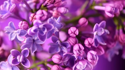 Sticker - Lilac. Blooming violet lilac flowers closeup. Spring scene. Opening flowers time lapse. 4K UHD video footage 3840X2160