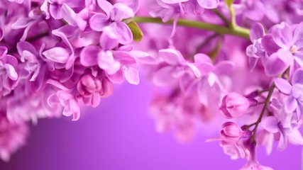 Sticker - Lilac. Blooming violet lilac flowers closeup. Spring scene. Opening flowers time lapse. 4K UHD video footage 3840X2160