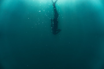 Wall Mural - Freediver diving into the deep dark blue ocean out the shore from Norway.