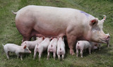 Fototapeta Zwierzęta - Breast feeding piglets on animal farm on the meadow