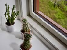 Cactus Plants Beside The Window