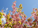 Fototapeta Kwiaty - Lovely cherry blossoms in full bloom in Copenhagen, Denmark