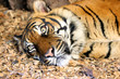 Close up of a tiger head, lying down on the ground, with his eyes wide open.