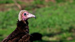 Close up of griffon vulture, neck and head, with a blurry grass background