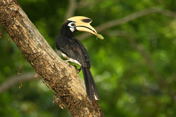 Wall Mural - Oriental Pied-Hornbill - Anthracoceros albirostris large canopy-dwelling bird belonging to the Bucerotidae.