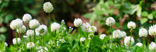 Panoramic view of white clover flowers