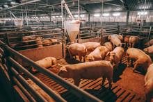 Lots Of Pigs In Animal Shed Eating, Standing And Lying. Meat Industry Concept.