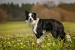 © DoraZett - Young border collie standing in a flower meadow and looking to the camera