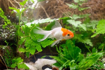 Carassius auratus goldfish nature background