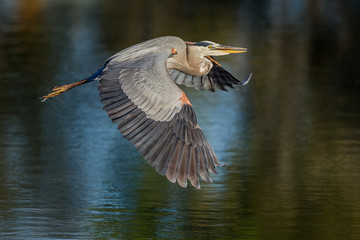 Wall Mural - Great blue heron flies over pond