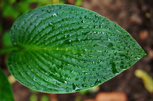Drops Of Rain On A Fresh Green Hosta Leaf. Hosta 'Devon Green' In Garden