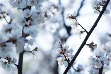 Spring flowering of garden trees. Blooming flowers on apricot twigs. White defocused background with empty space.