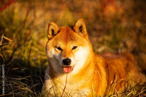 Gorgeous Red Shiba Inu Dog Lying On The Grass In The Forest
