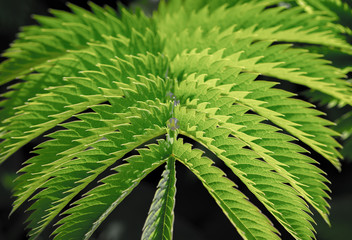 Close up of a Green leaf with a droplet of water running down the center stalk.