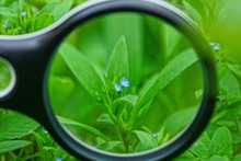 Black Magnifier Increases Small Wild Blue Flowers With Green Leaves