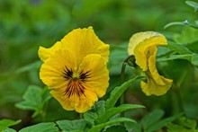 Two Yellow Pansy Flowers Among Green Grass In The Garden