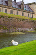 Swan near protective moat Kronborg castle, Denmark