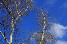 Gray Dry Trees And Poplar Branches Against The Blue Sky And Clouds